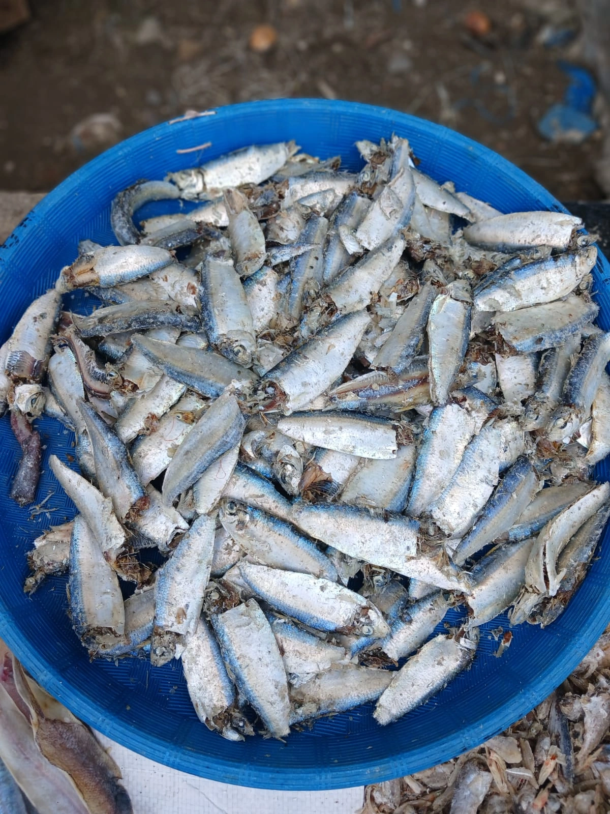 ikan asin, ikan asin Asahan, ikan asin Tanjungbalai, ikan asin Sumatera Utara, ikan asin pesisir, ikan asin khas Asahan, ikan asin khas Tanjungbalai, ikan asin nelayan, ikan asin laut, ikan asin tradisional, ikan asin kering, ikan teri asin, teri nasi asin, ikan asin tamban, ikan asin jambal, ikan asin tipis, ikan asin kepala batu, ikan asin bulu ayam, jual ikan asin, harga ikan asin, beli ikan asin, ikan asin murah, ikan asin premium, ikan asin kualitas bagus, ikan asin untuk sambal, ikan asin goreng, ikan asin untuk nasi, ikan asin lauk, ikan asin masakan rumahan, ikan asin kering matahari, ikan asin tanpa pengawet, ikan asin alami, ikan asin higienis, ikan asin awet