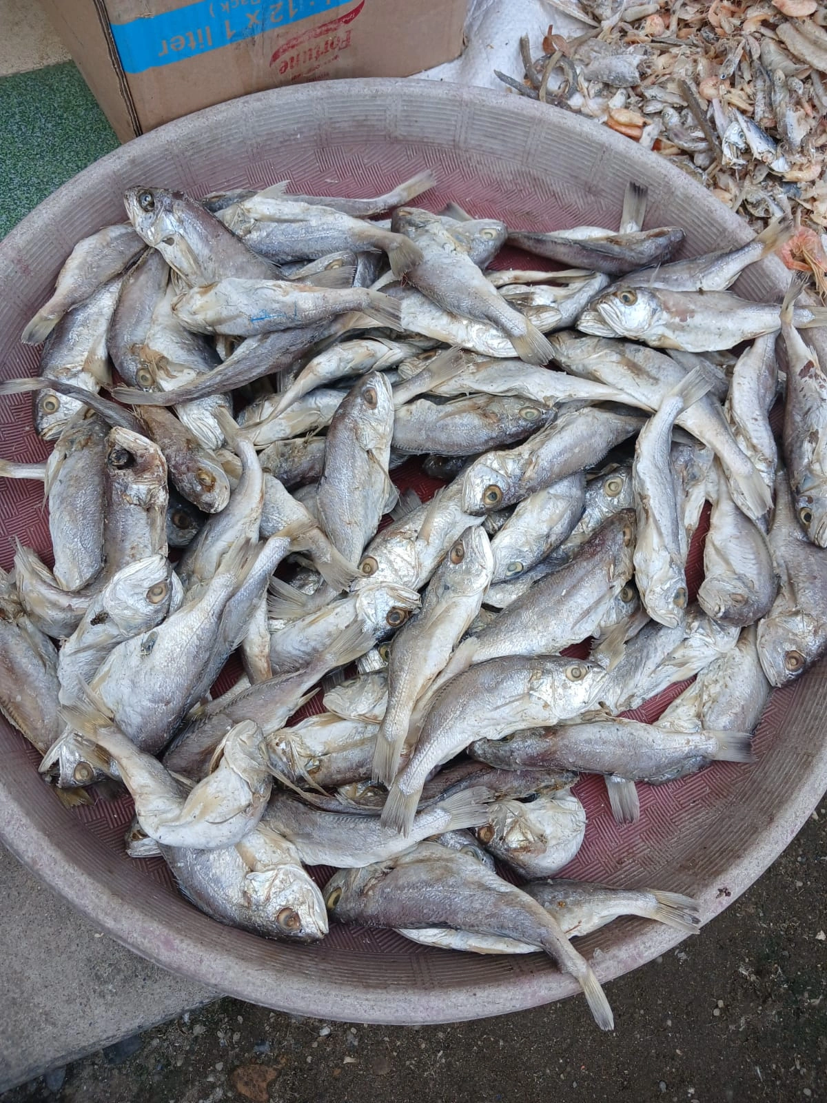 ikan asin, ikan asin Asahan, ikan asin Tanjungbalai, ikan asin Sumatera Utara, ikan asin pesisir, ikan asin khas Asahan, ikan asin khas Tanjungbalai, ikan asin nelayan, ikan asin laut, ikan asin tradisional, ikan asin kering, ikan teri asin, teri nasi asin, ikan asin tamban, ikan asin jambal, ikan asin tipis, ikan asin kepala batu, ikan asin bulu ayam, jual ikan asin, harga ikan asin, beli ikan asin, ikan asin murah, ikan asin premium, ikan asin kualitas bagus, ikan asin untuk sambal, ikan asin goreng, ikan asin untuk nasi, ikan asin lauk, ikan asin masakan rumahan, ikan asin kering matahari, ikan asin tanpa pengawet, ikan asin alami, ikan asin higienis, ikan asin awet